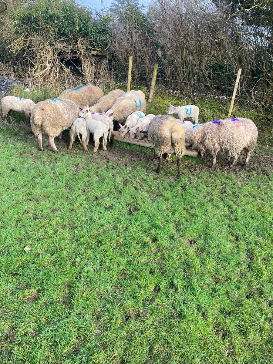 Ewes and lambs - Image 2
