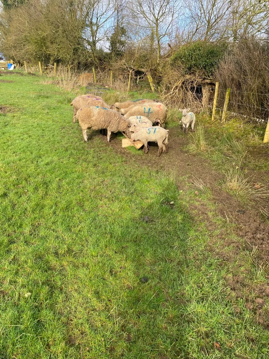 Ewes and lambs - Image 3