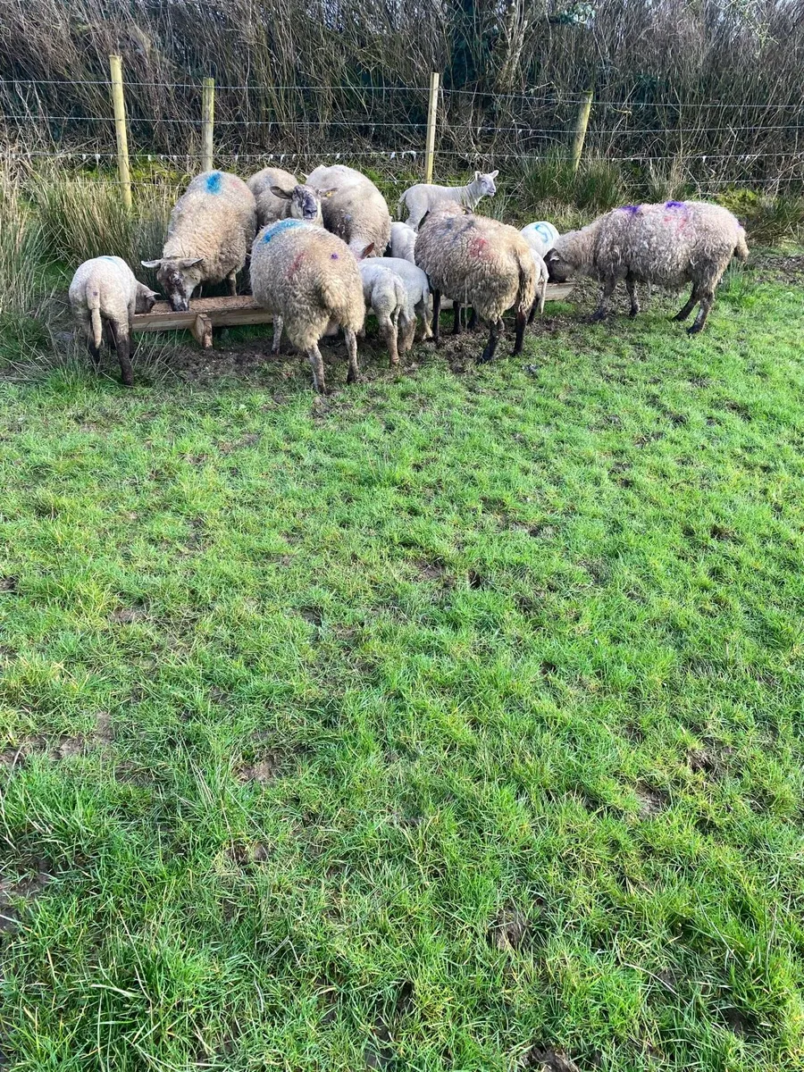 Ewes and lambs - Image 4