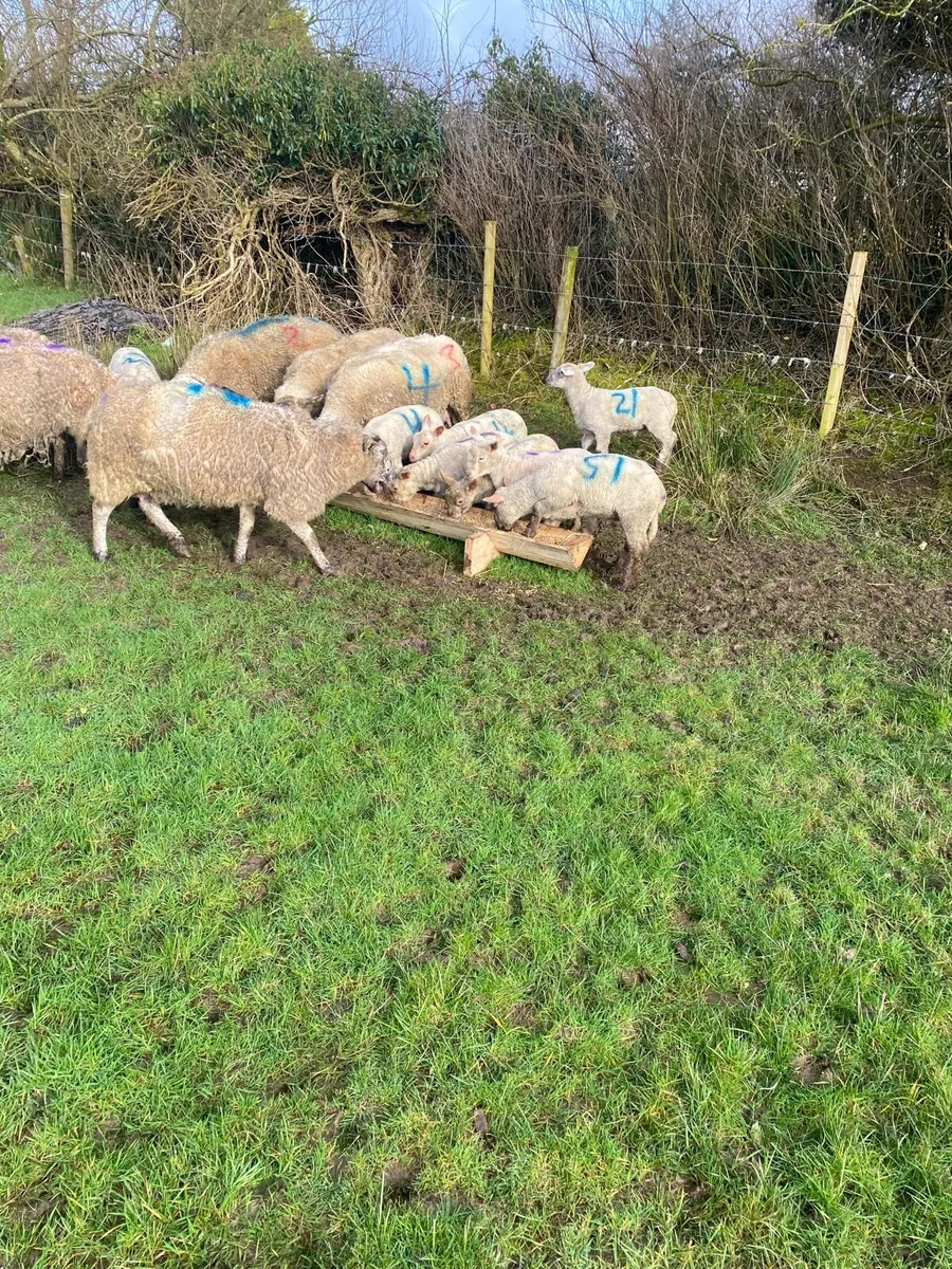 Ewes and lambs - Image 1
