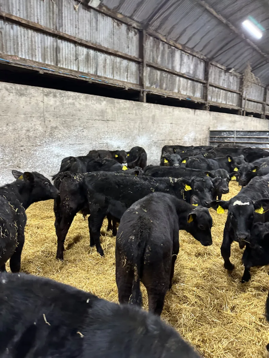 Angus bulls - Image 4