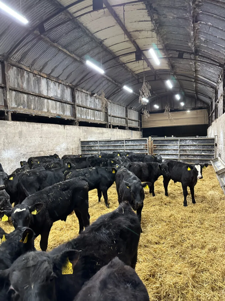 Angus bulls - Image 1