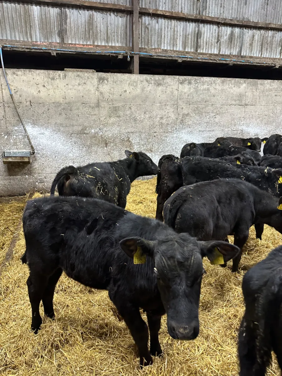 Angus bulls - Image 2