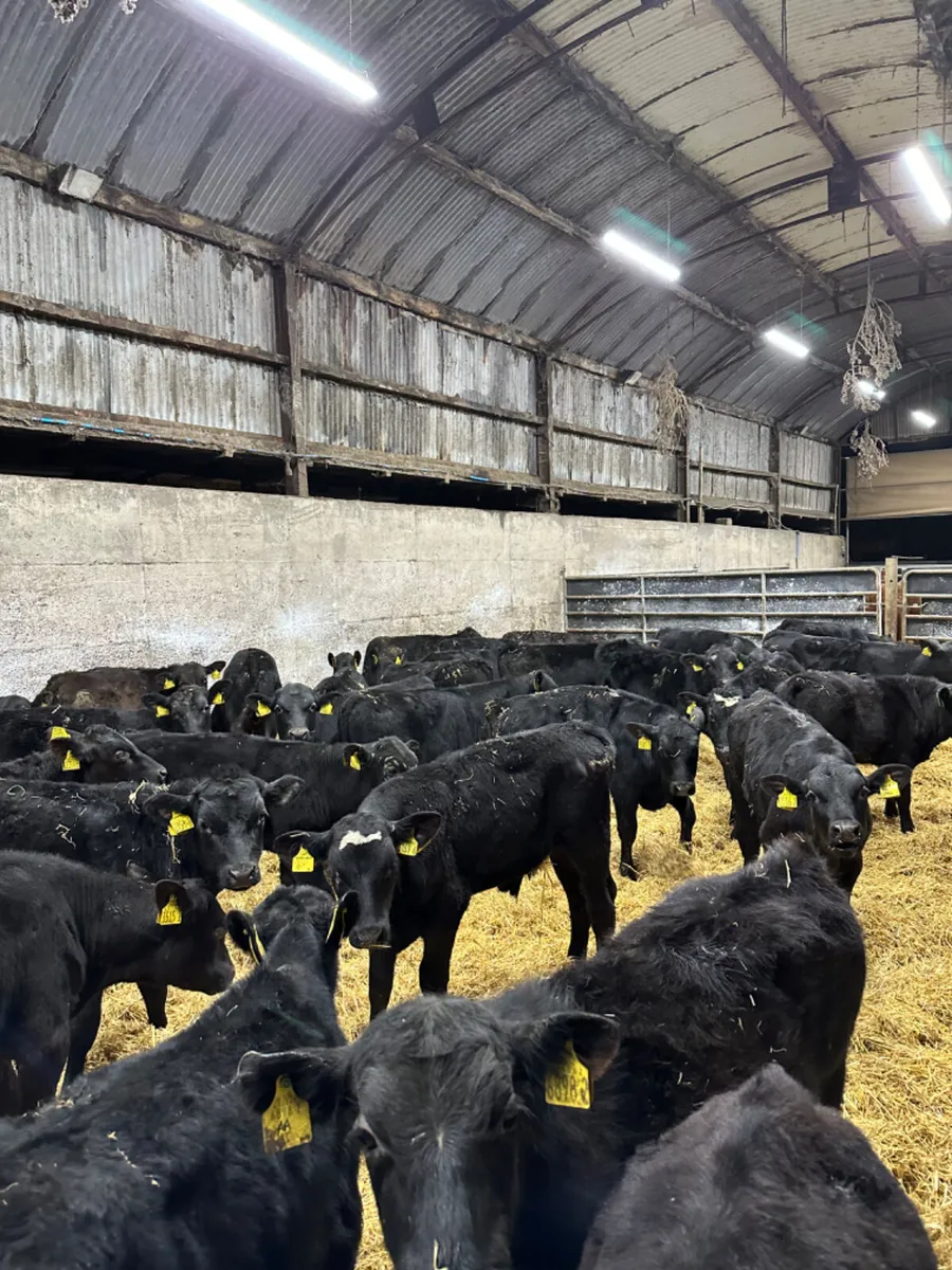 Angus bulls - Image 3