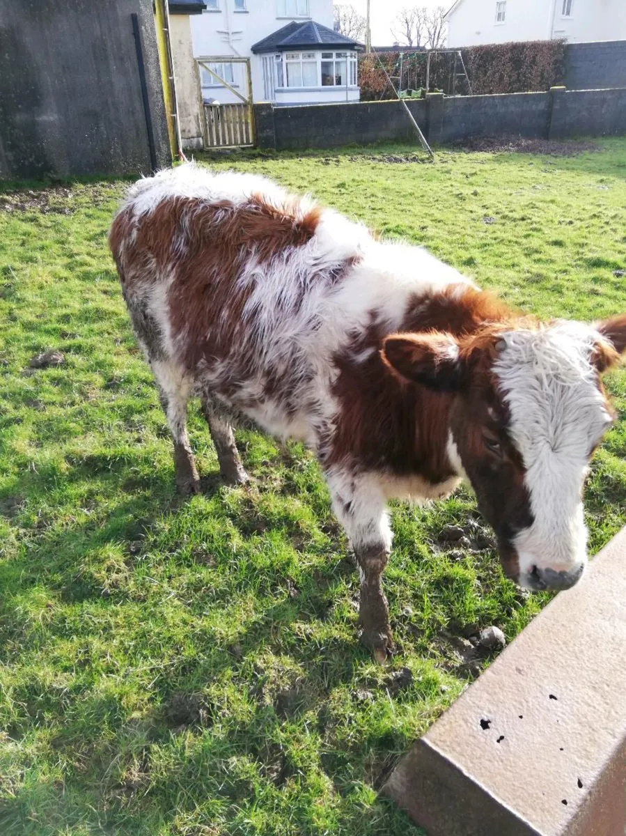 5⭐Red roan BBx heifers - Image 1