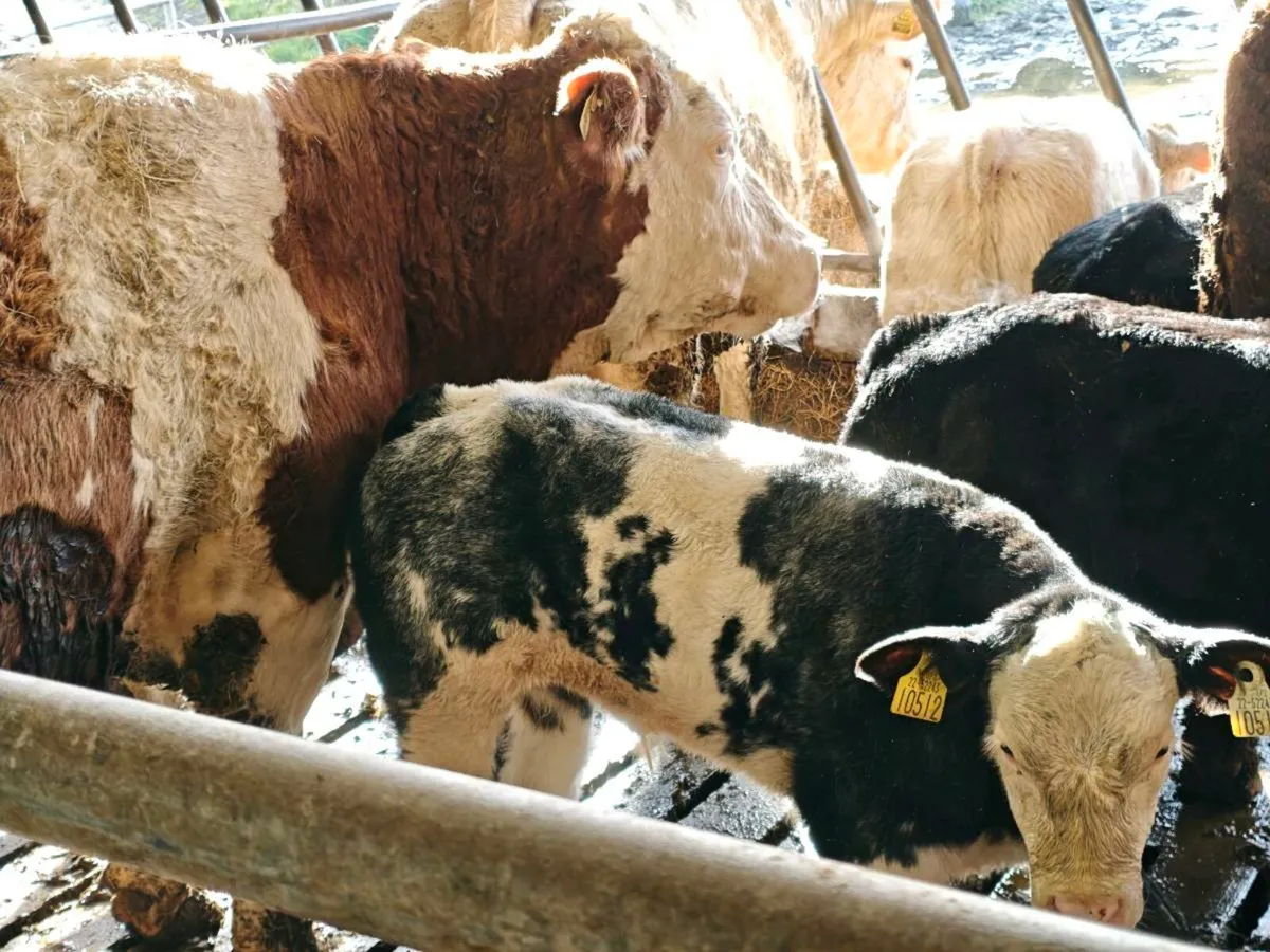 Suckler cow - Image 2