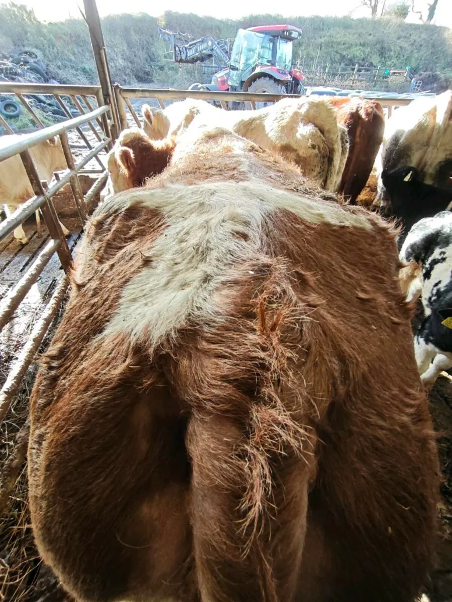 Suckler cow - Image 3