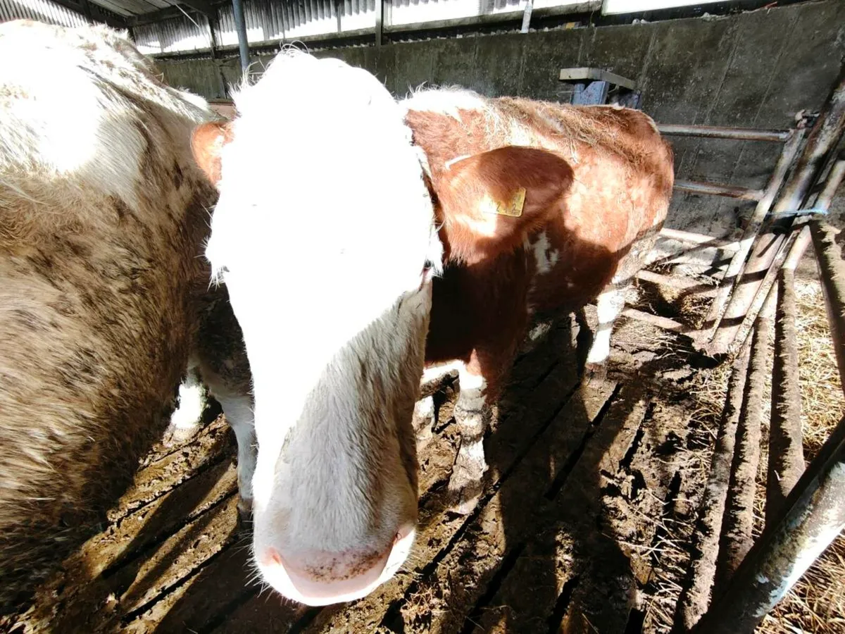 Suckler cow - Image 4