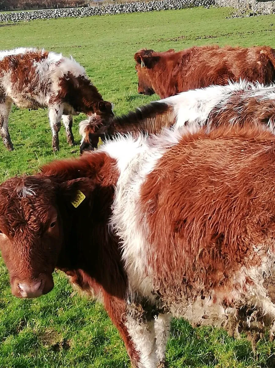 5⭐Red roan BBx heifers - Image 2