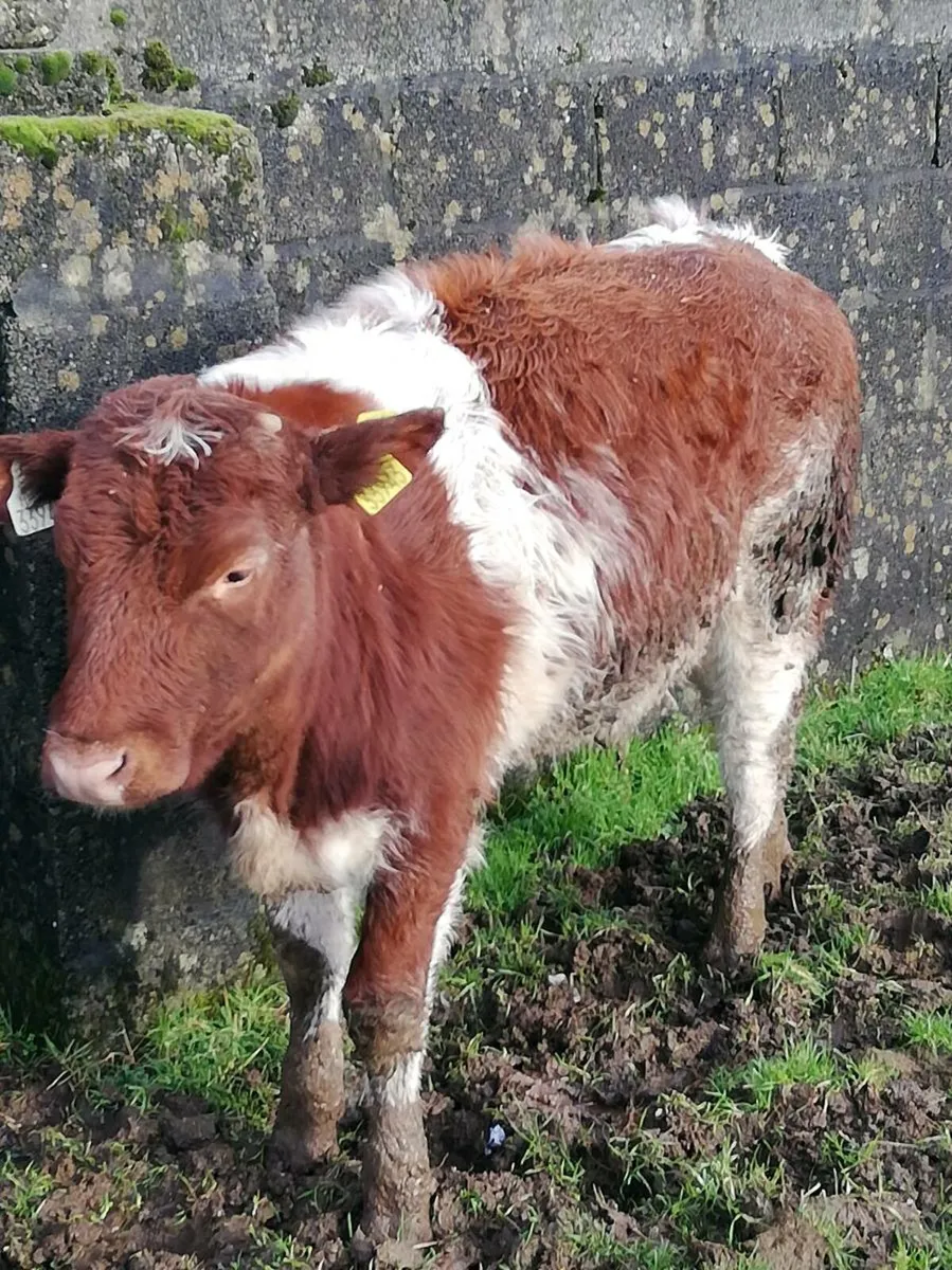 5⭐Red roan BBx heifers - Image 3