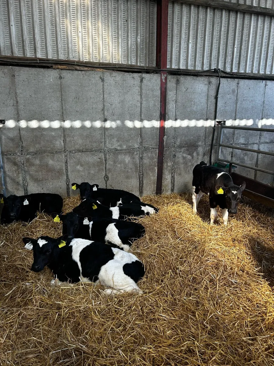 Eringold Milk Replacer @ PSD Agri - Image 2