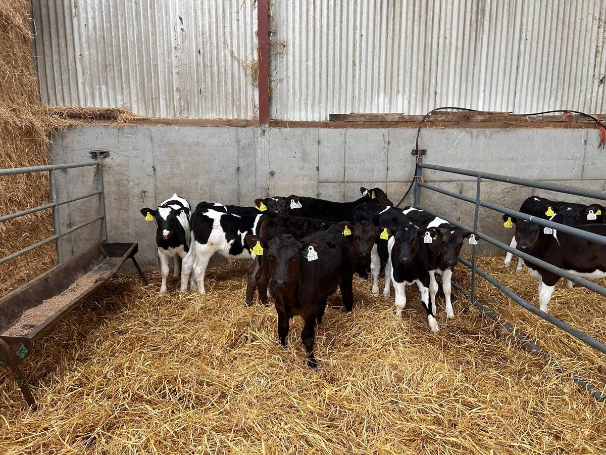 Eringold Milk Replacer @ PSD Agri - Image 4