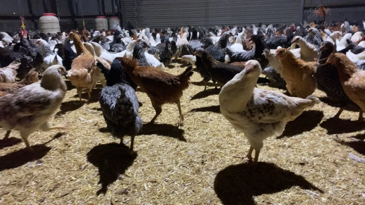 Point of lay pullets - Image 1