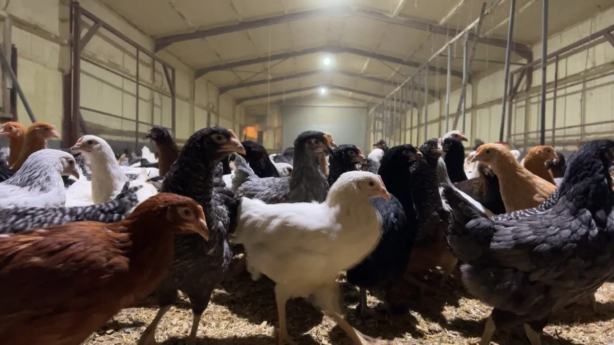 Point of lay pullets - Image 3