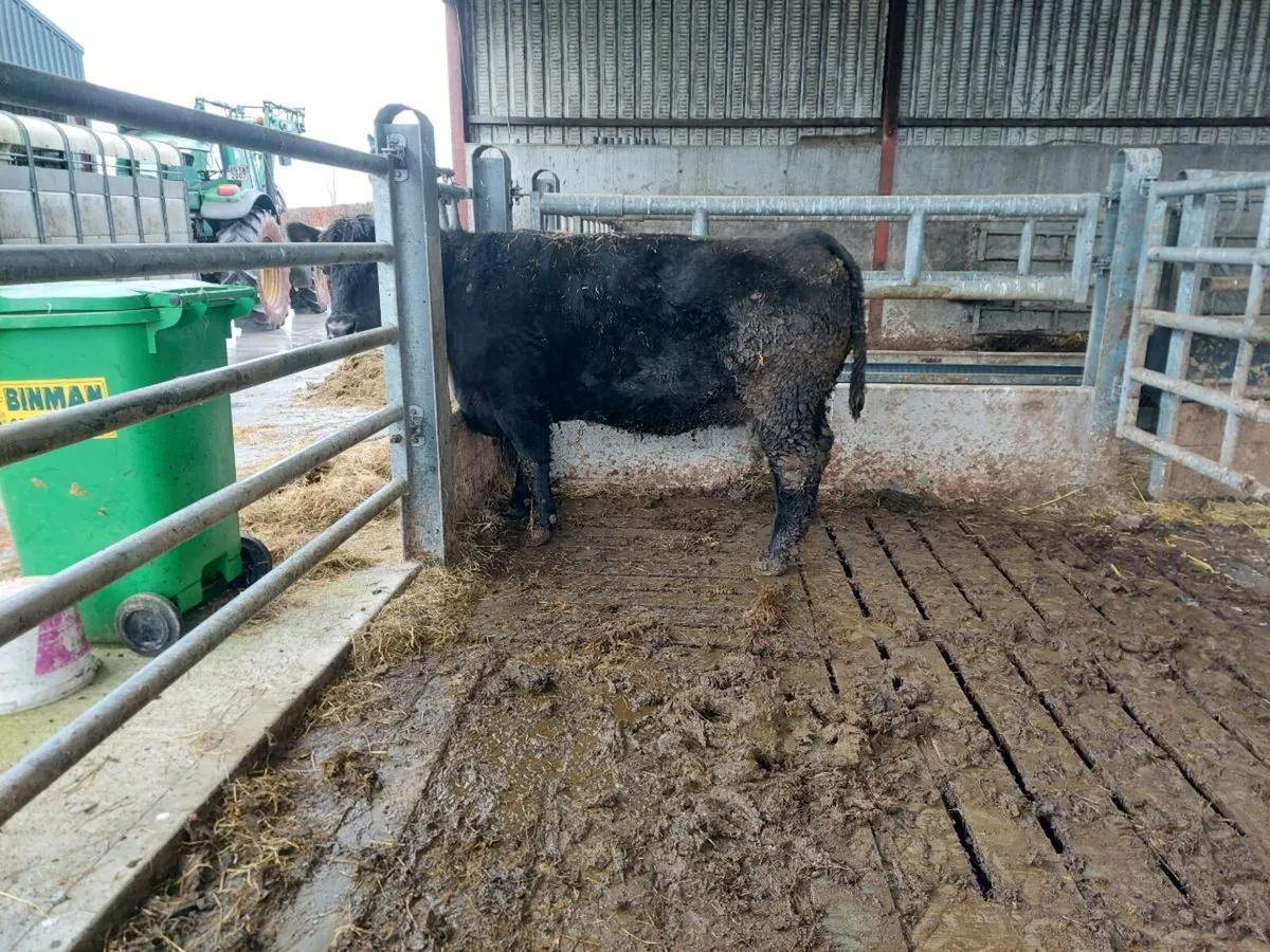 PEDIGREE ANGUS COW - Image 2