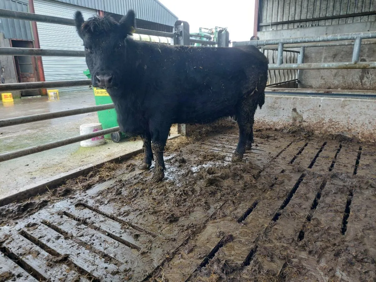 PEDIGREE ANGUS COW - Image 1