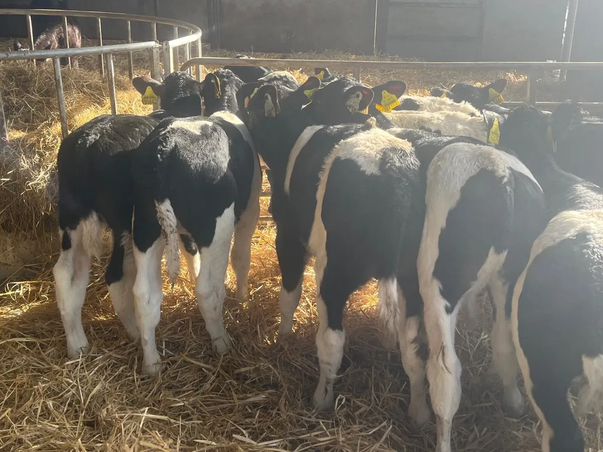 12 super 2 months old British Frisian bulls - Image 2