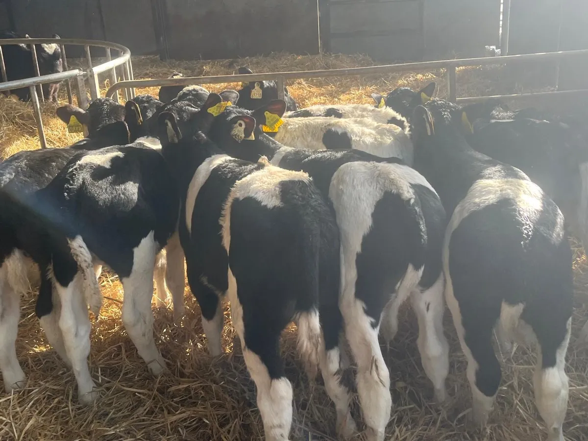 12 super 2 months old British Frisian bulls - Image 3