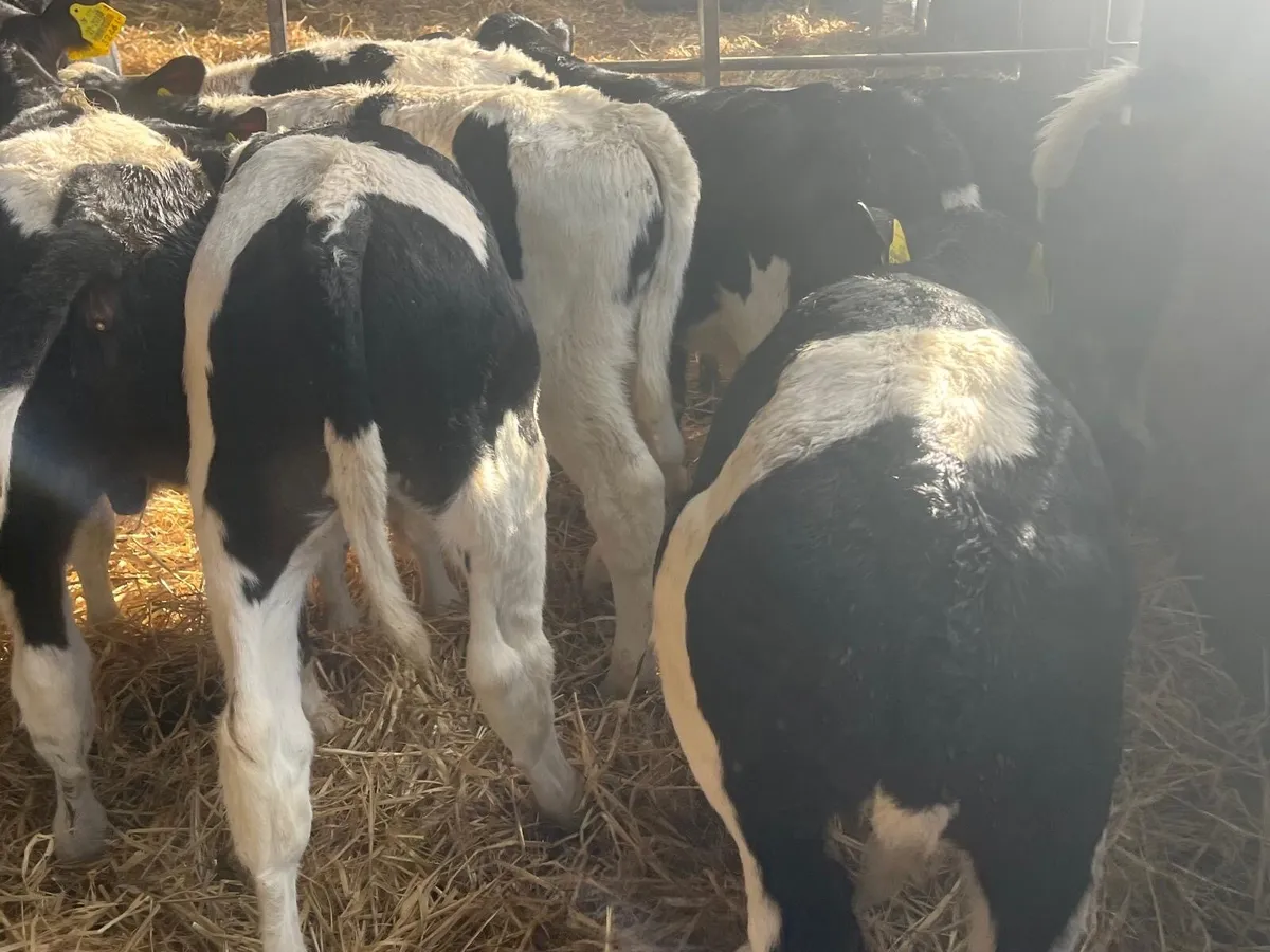 12 super 2 months old British Frisian bulls - Image 4