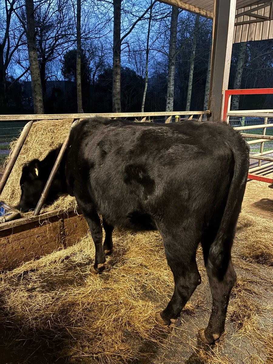 ANGUS SUCK COW - Image 2