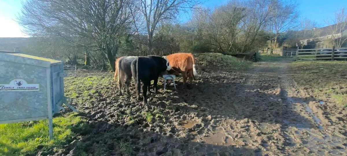 Cattle  male and female twins - Image 1