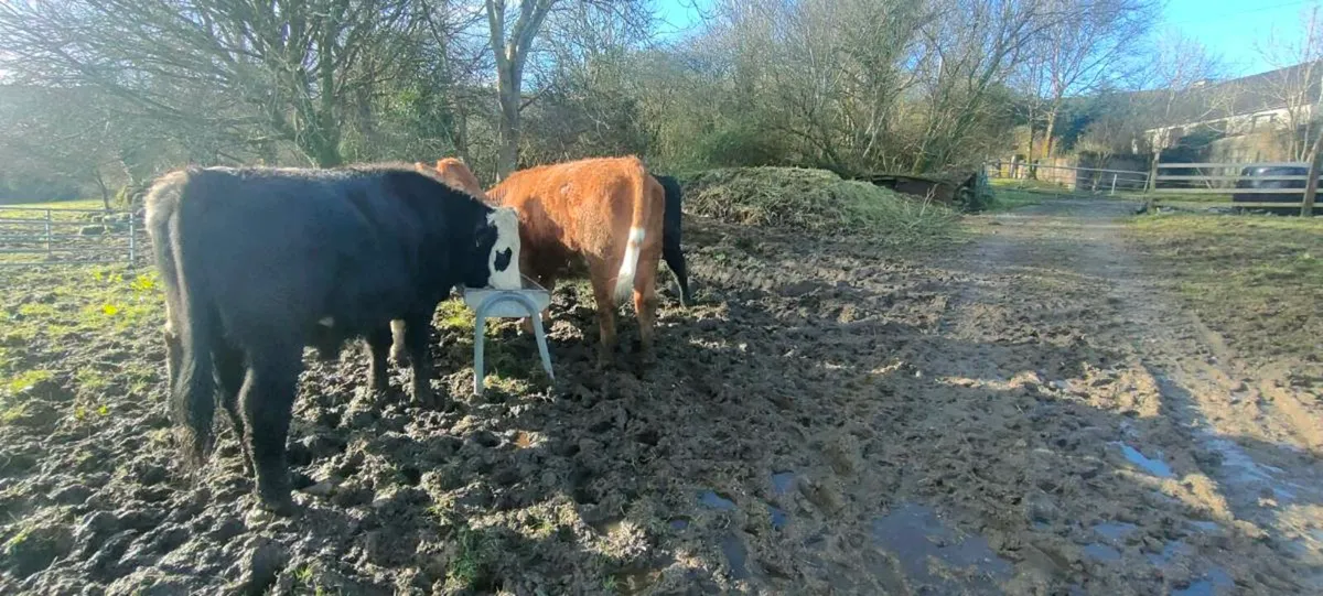 Cattle  male and female twins - Image 2