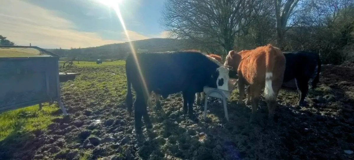 Cattle  male and female twins - Image 3