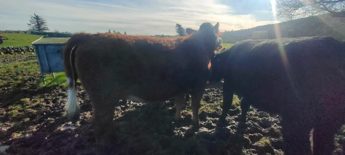 Cattle  male and female twins - Image 4
