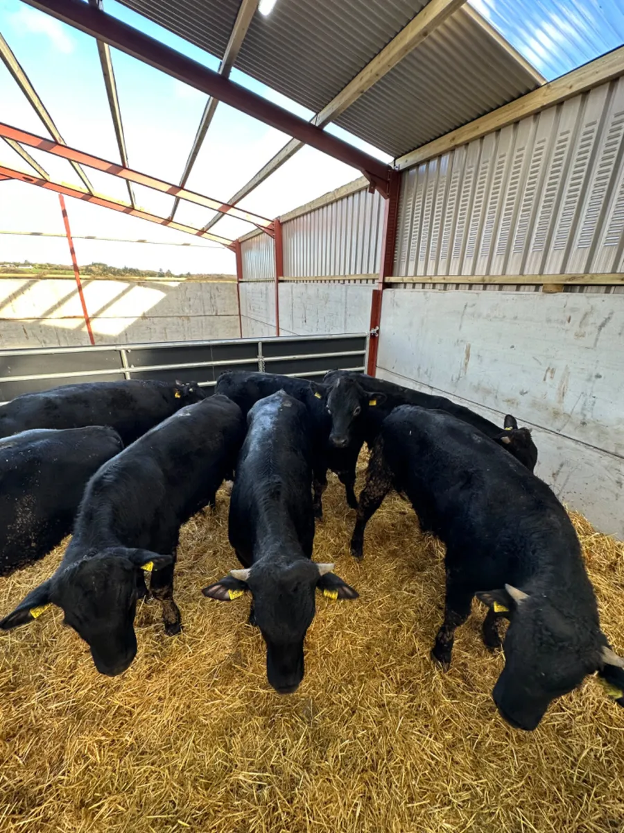 Angus and lim bulls - Image 2