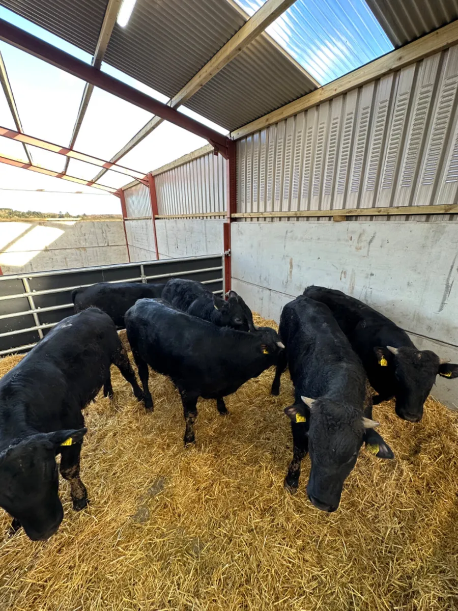 Angus and lim bulls - Image 3