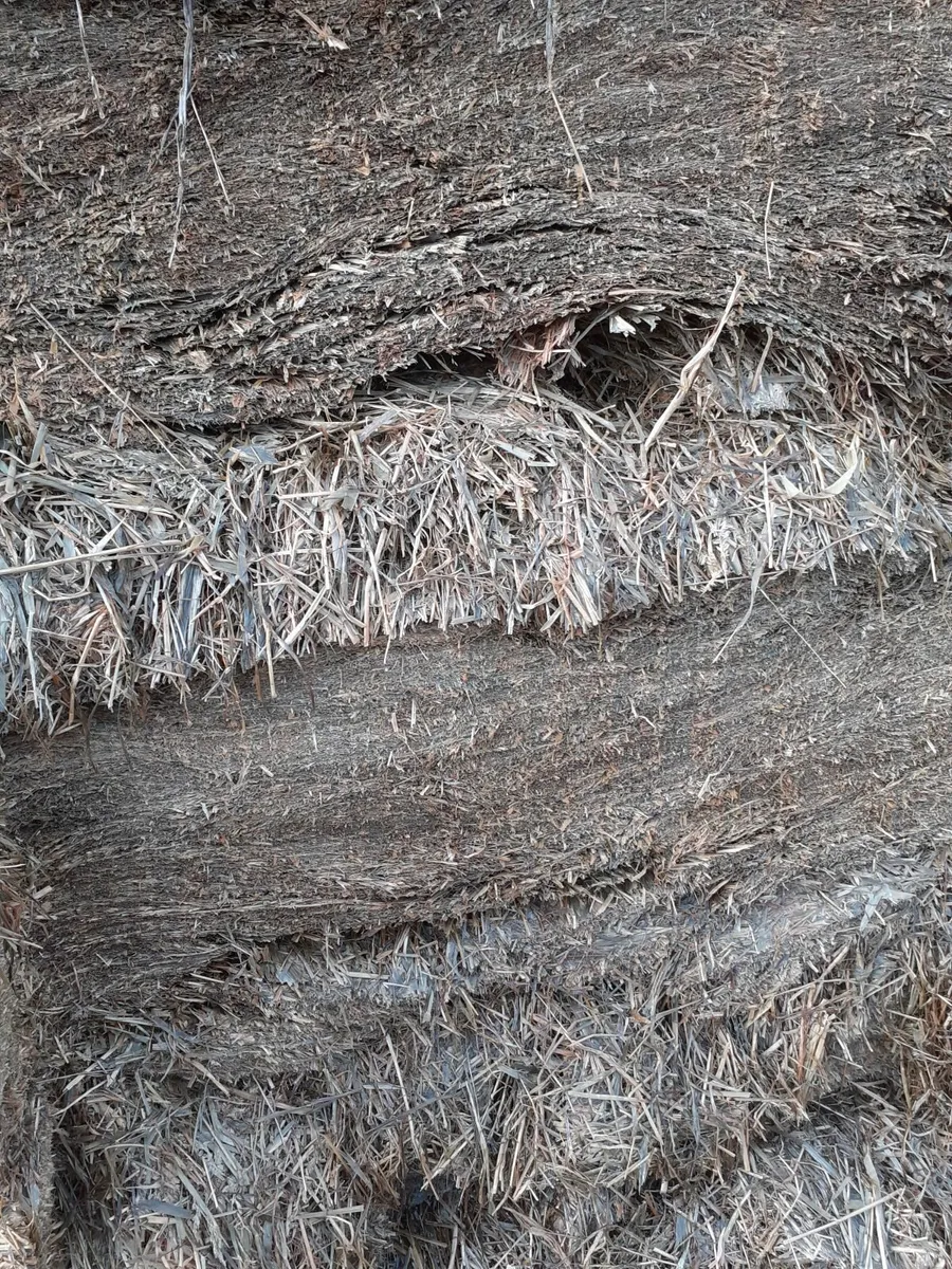 Pit silage - Image 2