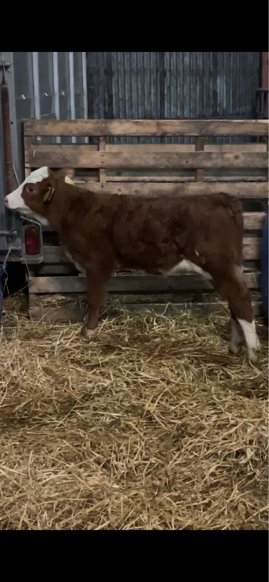 Outstanding Red Simmental heifers - Image 2