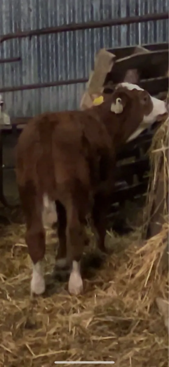 Outstanding Red Simmental heifers - Image 4