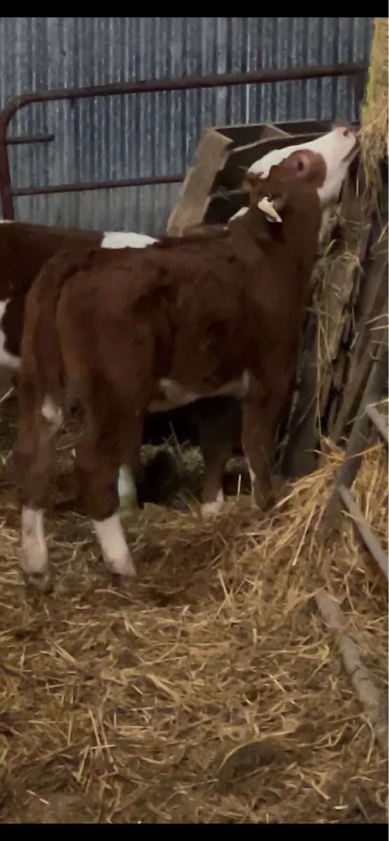 Outstanding Red Simmental heifers - Image 3
