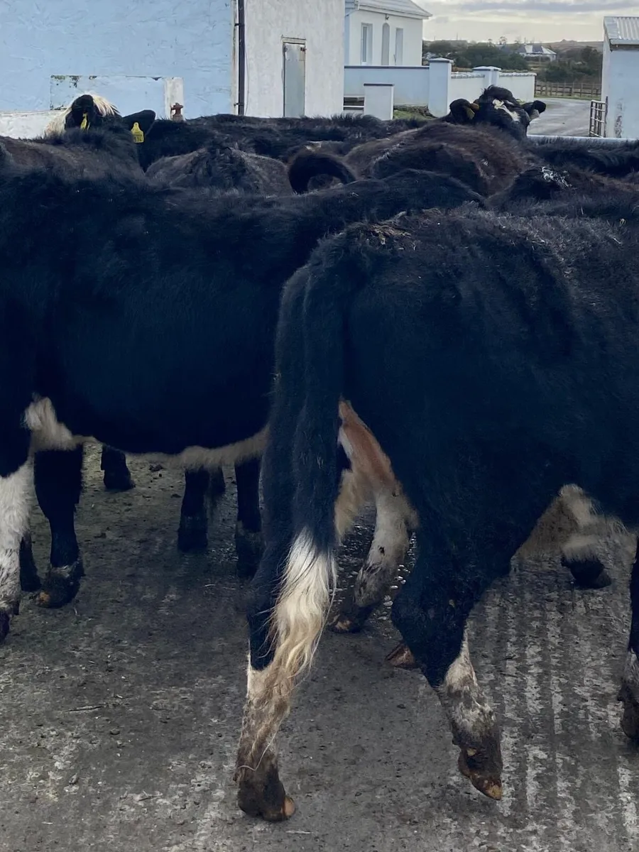 🌟10 super Hereford heifers outliers🌟 - Image 2