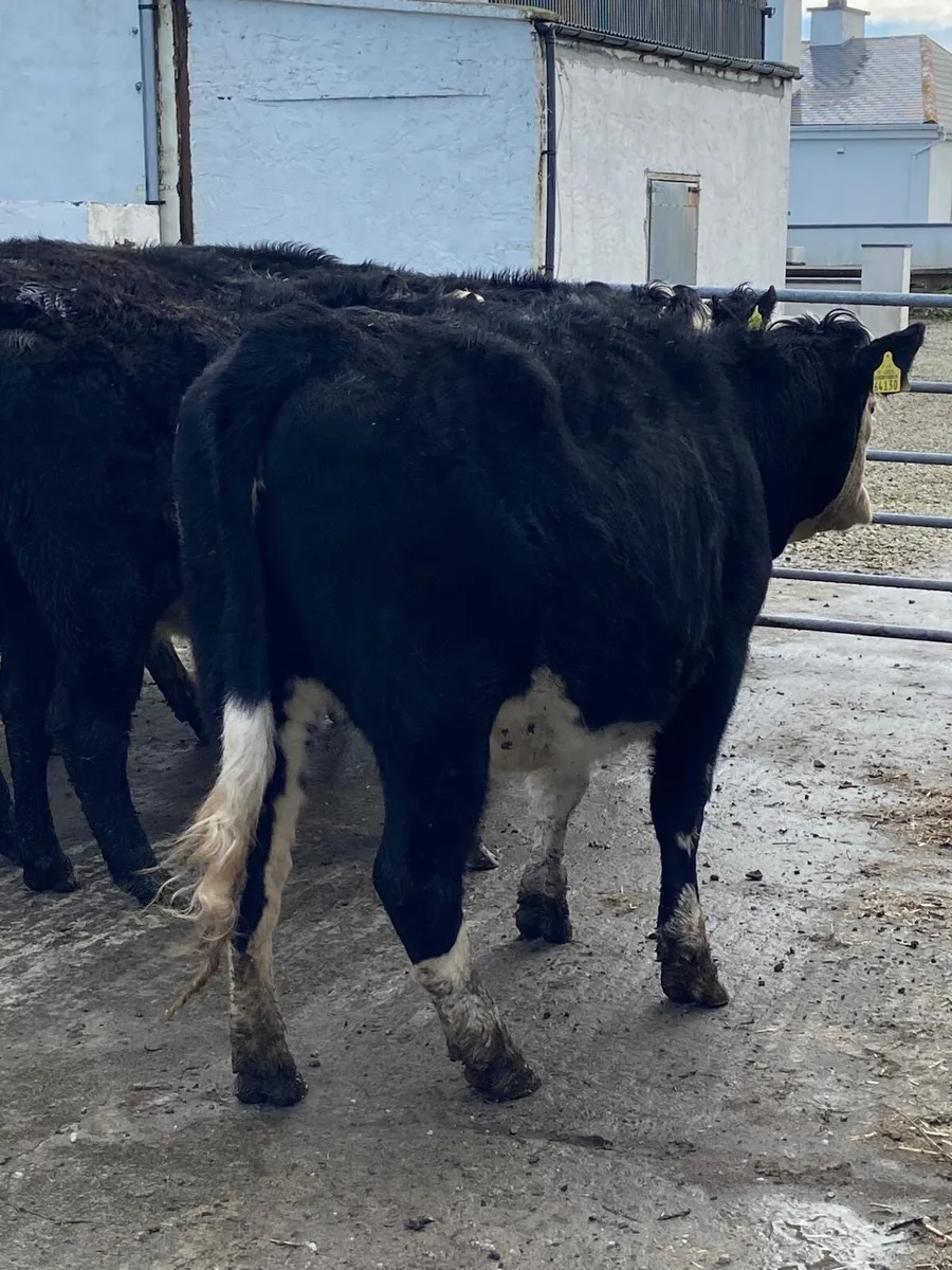 🌟10 super Hereford heifers outliers🌟 - Image 3