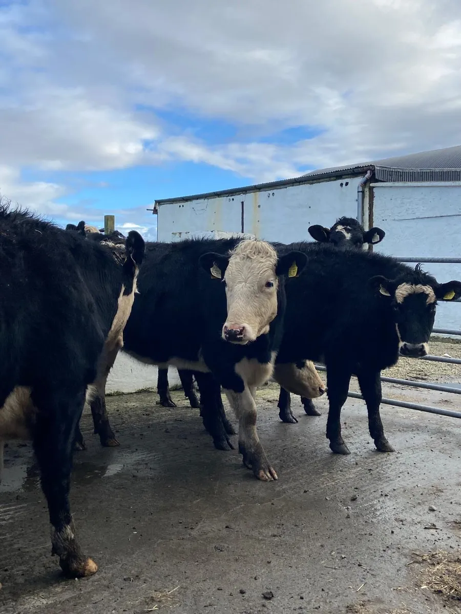 🌟10 super Hereford heifers outliers🌟 - Image 4