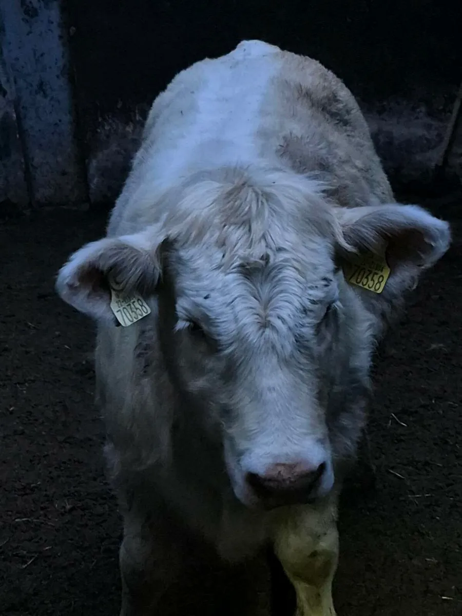 5* PED CHAROLAIS HF PIRATE+BIVOUAC+BULL+EXTENSI - Image 1