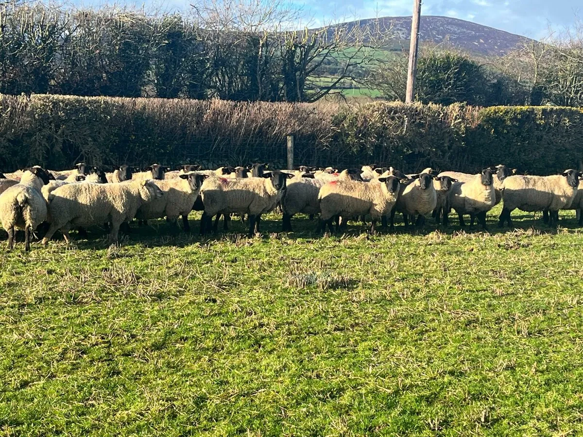 In Lamb Hoggets Enniscorthy Mart Wednesday 18th - Image 2