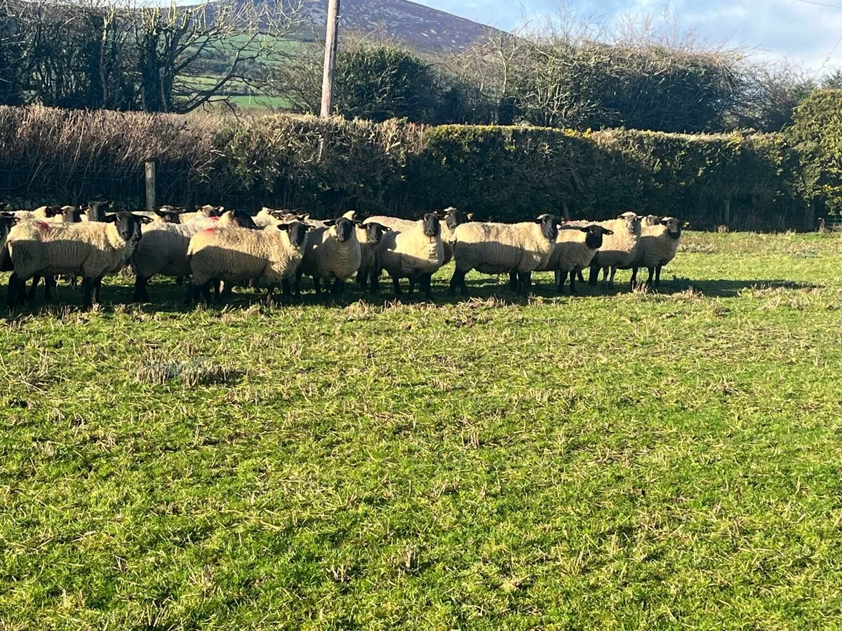 In Lamb Hoggets Enniscorthy Mart Wednesday 18th - Image 1