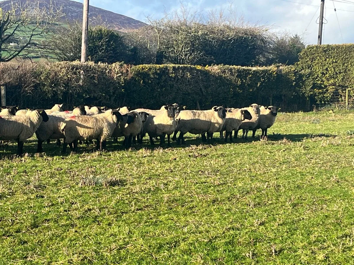 In Lamb Hoggets Enniscorthy Mart Wednesday 18th - Image 3