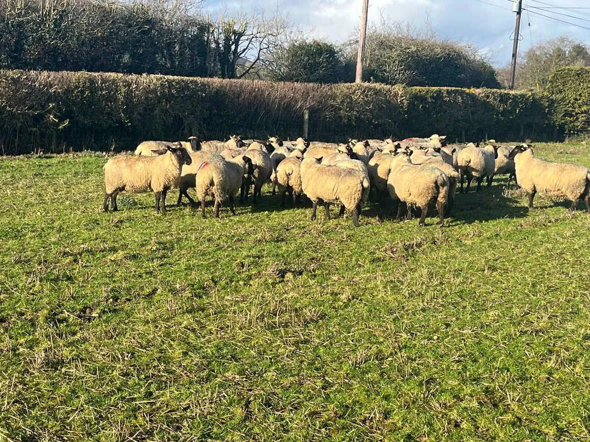 In Lamb Hoggets Enniscorthy Mart Wednesday 18th - Image 4