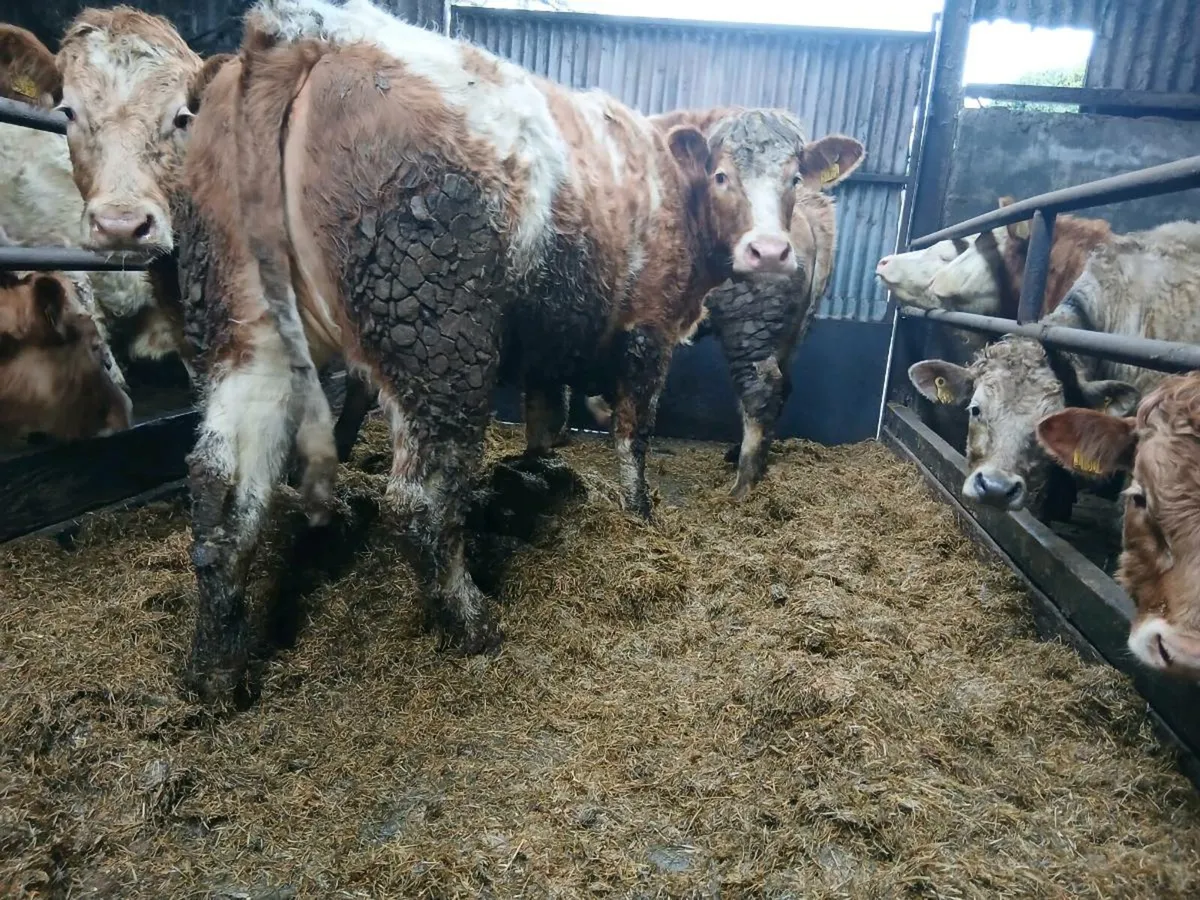 BREEDING HEIFERS - Image 2