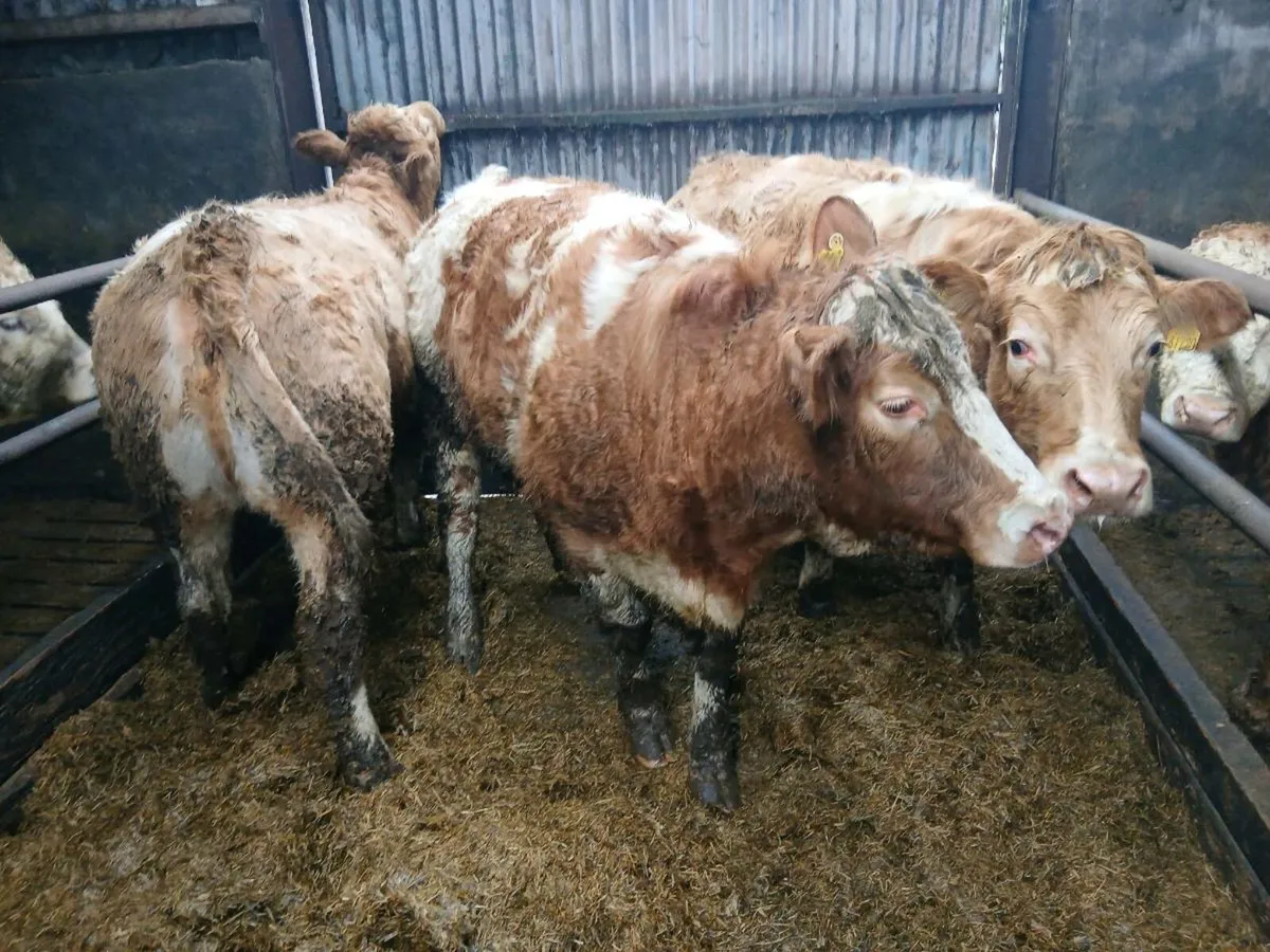BREEDING HEIFERS - Image 1