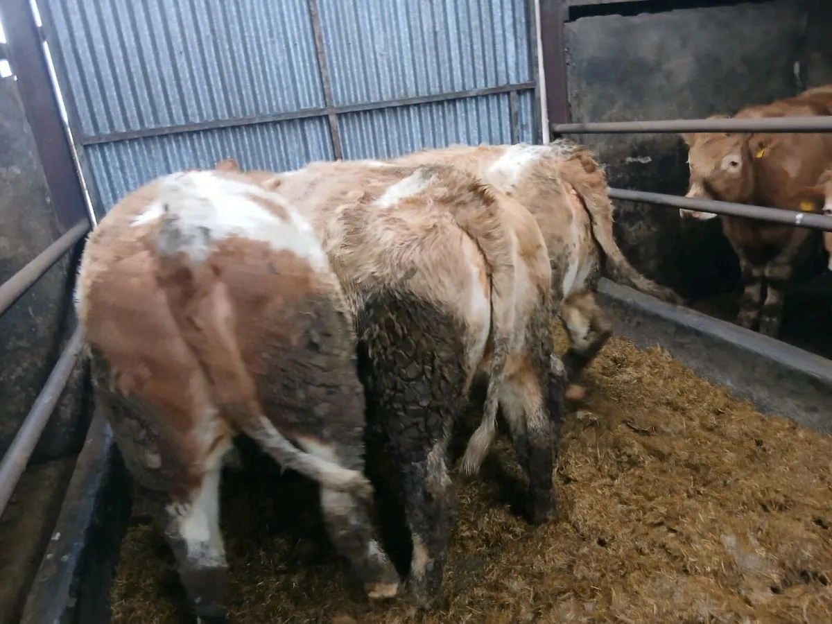 BREEDING HEIFERS - Image 3