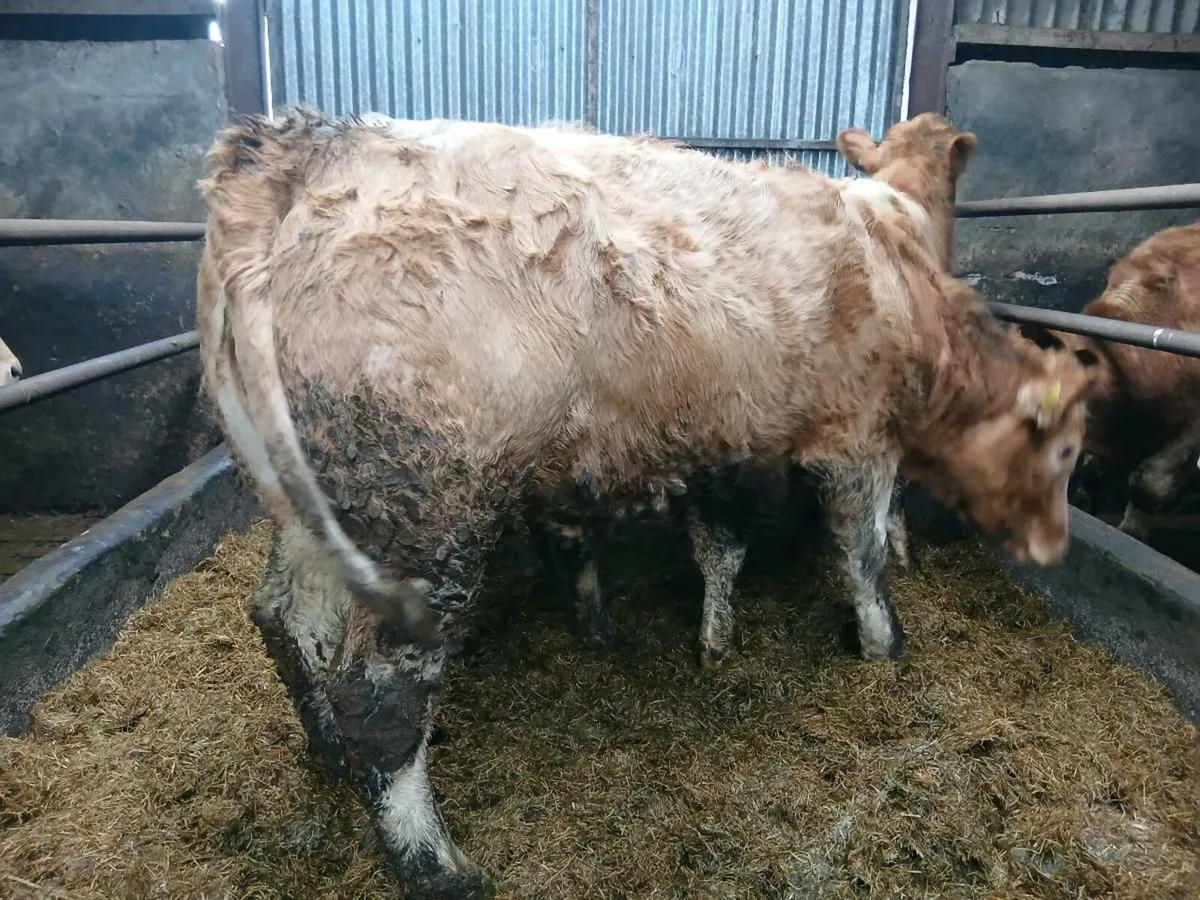 BREEDING HEIFERS - Image 4