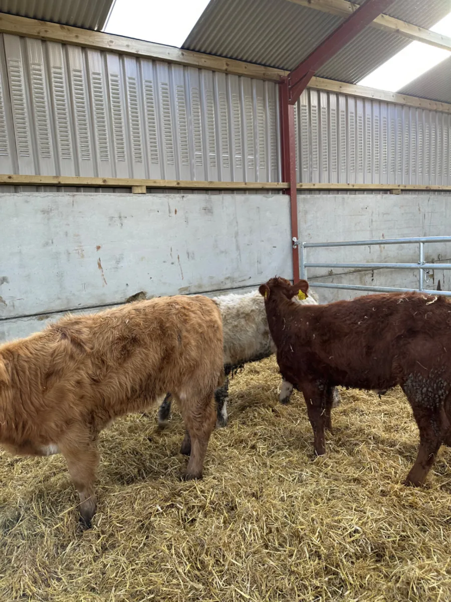 Charolais and lim heifers - Image 3