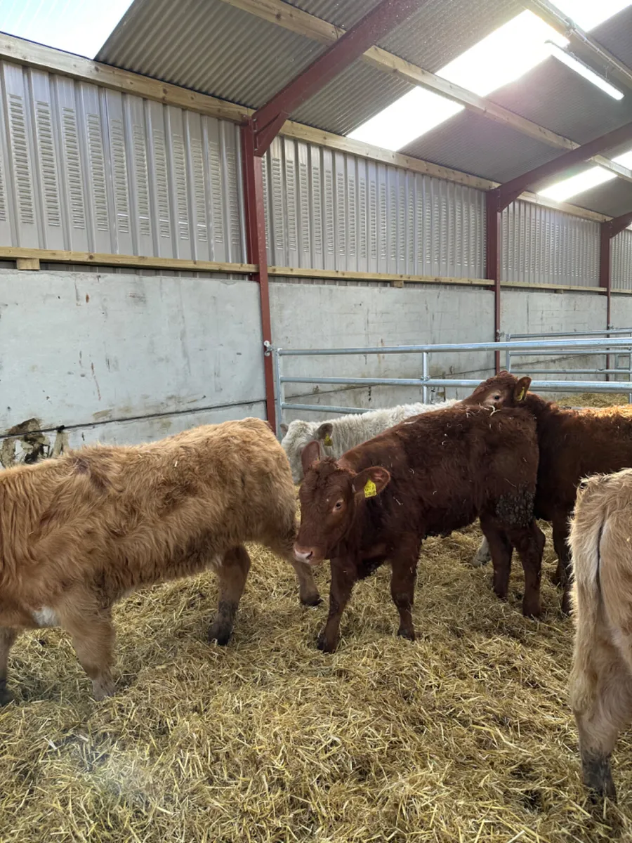 Charolais and lim heifers - Image 4