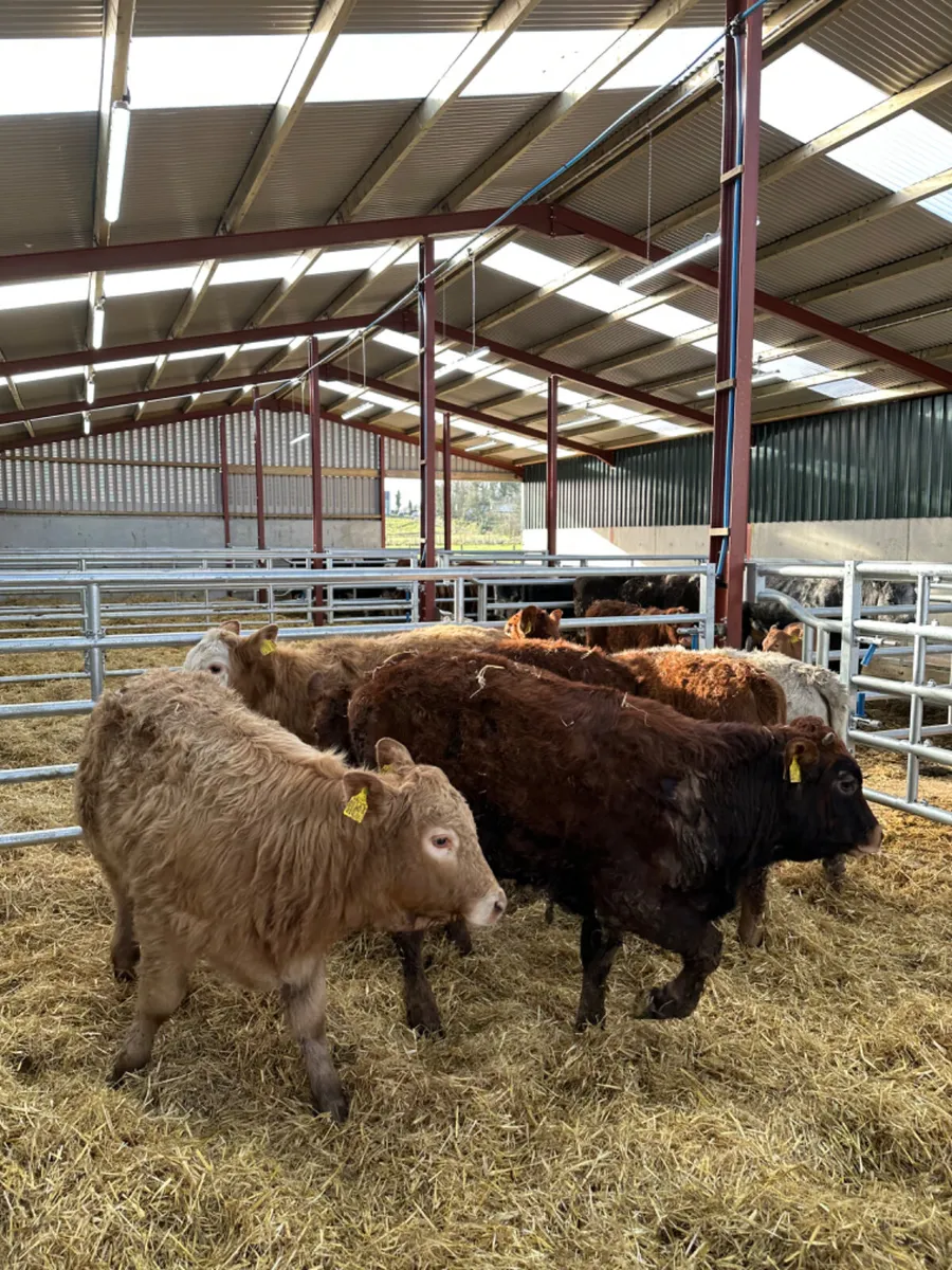 Charolais and lim heifers - Image 1