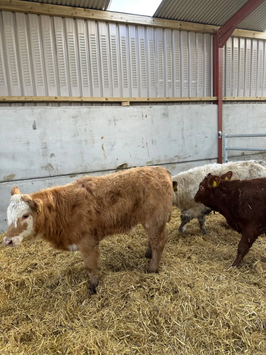 Charolais and lim heifers - Image 2